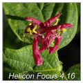 Helicon-Focus.jpg
