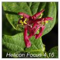 Helicon-Focus.jpg