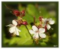 Cranesbill-6900s-web.jpg