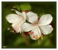 Cranesbill-6905s-web.jpg