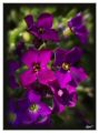 Purpleflower-6930s-web.jpg