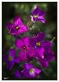 Purpleflowers-6879s-web.jpg