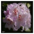 Rhododendron-5749Bs-web.jpg