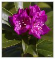 Rhododendron-6158-web.jpg