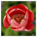 Tulip-6048-49-web.jpg